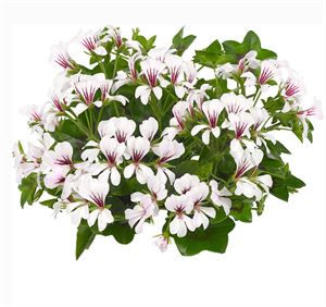 Afbeelding van Geranium Hang P12 Balcon Polar